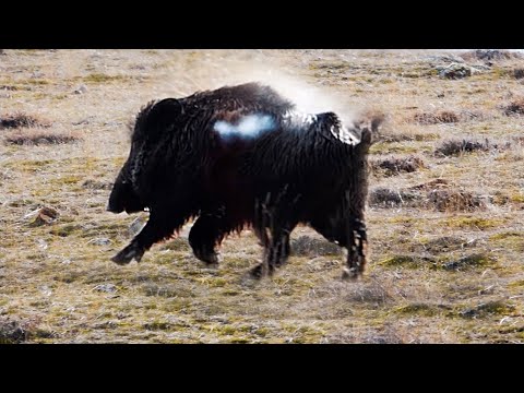ADRENALİN YÜKLÜ MUHTEŞEM YABAN DOMUZU AVI HIGH ADRENALIN