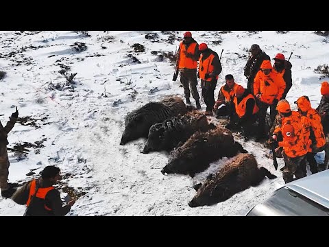 MUHTEŞEM YABAN DOMUZU AVI ADANA BEST WILD BOAR HUNTING HOG