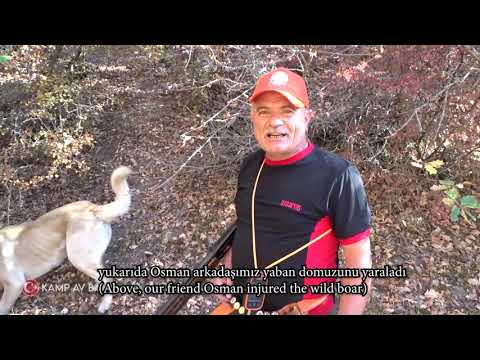 YABAN DOMUZU SALDIRISI DOMUZ AVI WILD BOAR ATTACK
