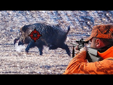 KARDA MUHTEŞEM YABAN DOMUZU AVI TOP WILD BOAR HUNTING IN