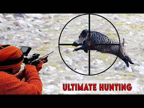 HARİKA YABAN DOMUZU AVI BEST WILD BOAR HUNTING HOG HUNTS