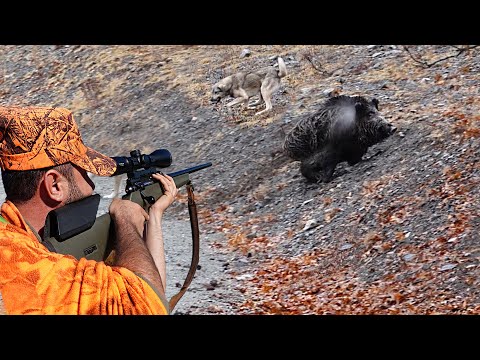 MÜKEMMEL YABAN DOMUZU AVLARINDAN SAHNELER BEST WILD BOAR