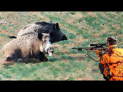 MUHTEŞEM DOMUZ AVI YOZGAT How Farmers Deal With Giant Wild