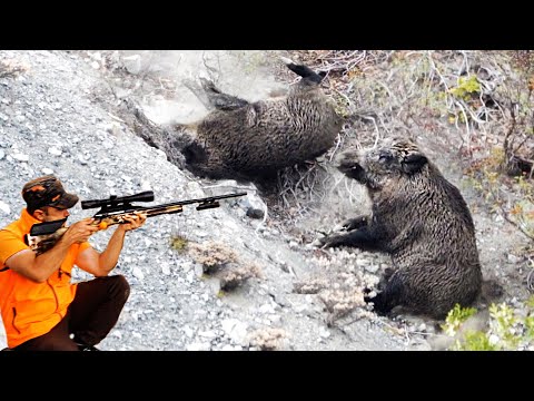 İNANILMAZ YABAN DOMUZU AVI Best Wild Boar Hunting Hog