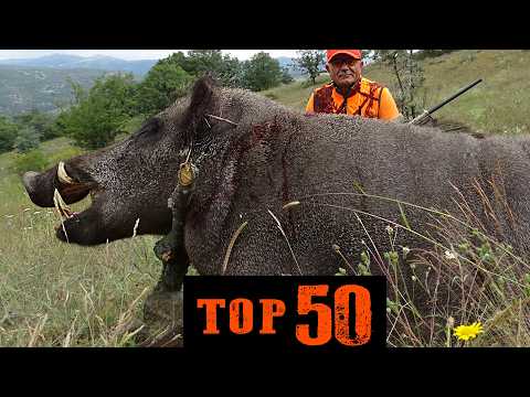 TOP 50 YABAN DOMUZU AVI UNUTULMAZ SAHNELER AMAZING WILD