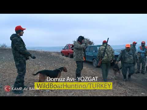 WILD BOAR HUNTING ADVENTURE MACERA DOLU YABAN DOMUZU AVI