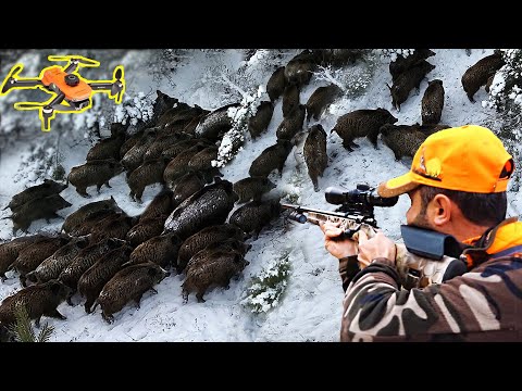 DRONE ile dev yaban domuzu sürülerini avladık I hunted