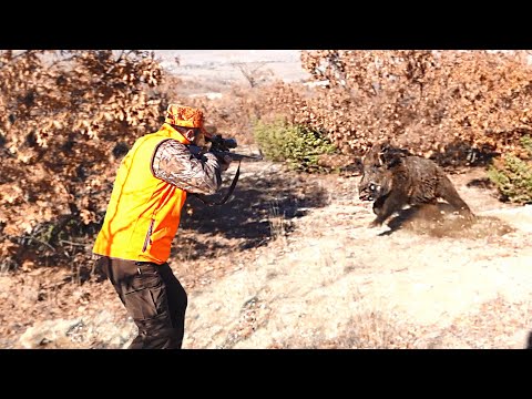 SALDIRAN YABAN DOMUZU AVI ATTAKING WILD BOAR HUNTING HOG