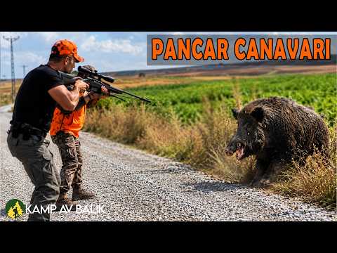 PANCAR TARLASINDA DEV AZILI DOMUZ AVI HUGE WILD BOAR HUNT