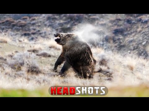 MUHTEŞEM YABAN DOMUZU AVI YOZGAT BEST WILD BOAR HUNTING