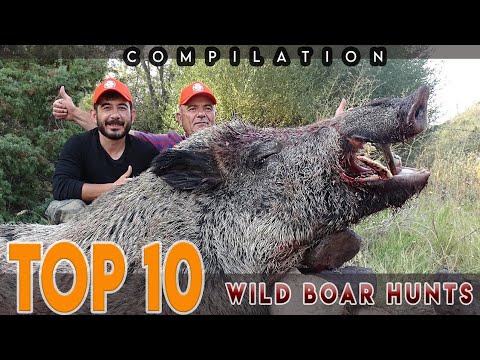 TOP 10 BEST WILD BOAR HUNTING 10 EN İYİ DOMUZ AVI VİDEOLARI