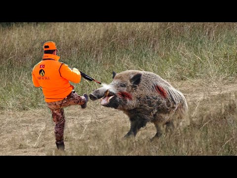 TOP 30 ÖLDÜRÜCÜ DARBE En İyi Yaban Domuzu Avı Derlemesi