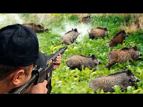 PANCAR TARLASINDA HEYECAN DOLU BİR DOMUZ AVI Best wild boar