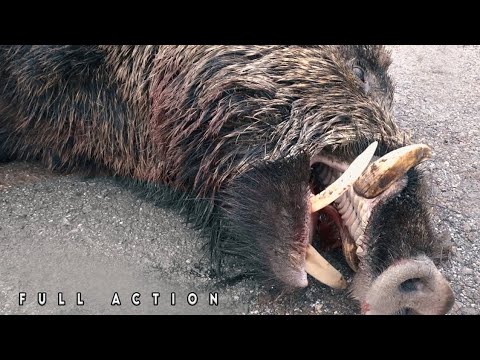 BEST WILD BOAR HUNTING COMPILATION MÜKEMMEL YABAN DOMUZU