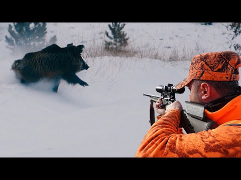 KARDA MUHTEŞEM YABAN DOMUZU AVI WILD BOAR HUNTING IN WINTER