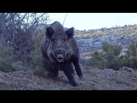 YABAN DOMUZU AVI YOZGAT AWESOME WILD BOAR HUNTING IN TURKEY