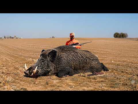 SEÇME SAHNELER Muhteşem Yaban Domuzu avı Best Wild Boar