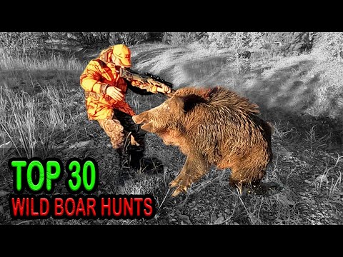 TOP 30 DOMUZ AVI EN İYİ SAHNELER TOP 30 AMAZING WILD BOAR