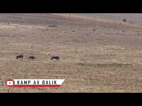 domuz avı wild boar hunting 1