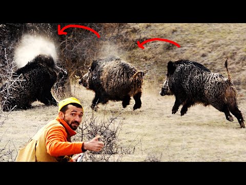 Efsane yaban domuzu avı Best Wild boar hunting compilation