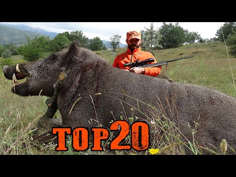 TOP 20 YABAN DOMUZU AVI UNUTULMAZ SAHNELER AMAZING WILD