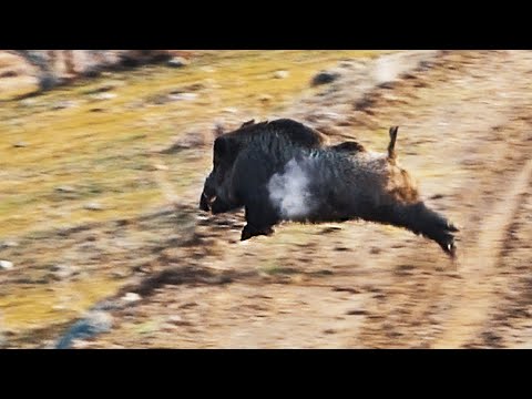 DEV AZILI YABAN DOMUZU AVI 5 GIANT MONSTER WILD BOAR