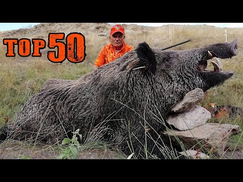 TOP 50 DOMUZ AVI EN İYİ SAHNELER TOP 50 WILD BOAR HUNTS