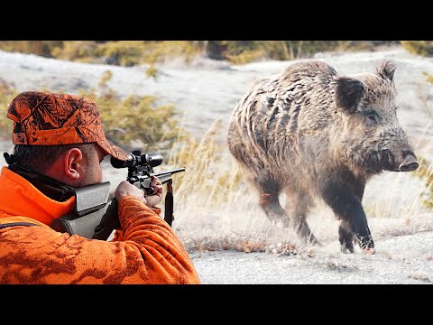 MÜKEMMEL YABAN DOMUZU AVI HARİKA SAHNELER 4 BEST WILD BOAR