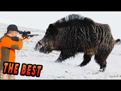 EN İYİ DOMUZ AVI 2026 Best Wild Boar Hunting Videos