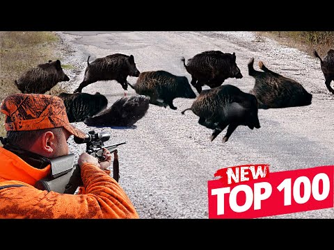 TOP 100 YABAN DOMUZU AVI UNUTULMAZ SAHNELER BEST WILD BOAR