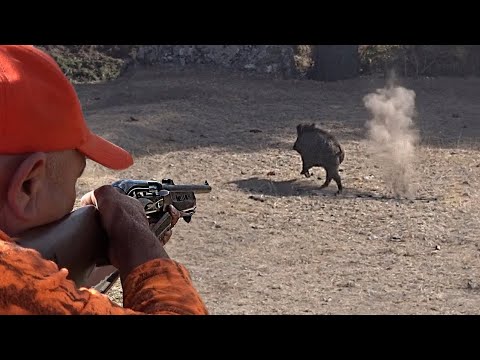 YABAN DOMUZU AVI YOZGAT WILD BOAR HUNTING IN TURKEY