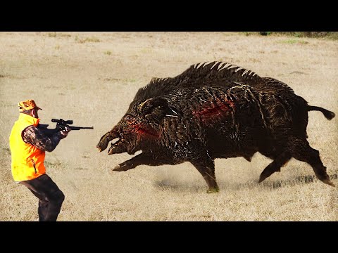 En İnanılmaz 50 Yaban Domuzu Vuruşu TOP 50 DOMUZ AVI TOP 50