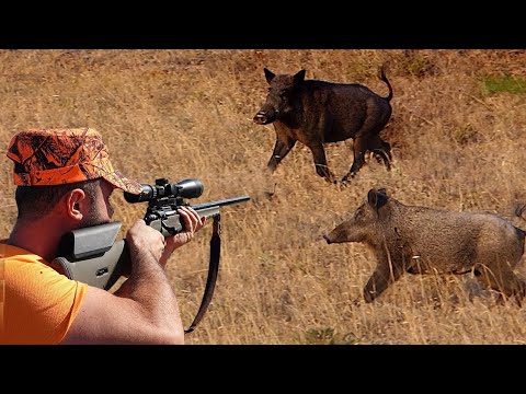 AKSİYON DOLU YABAN DOMUZU AVI YENİ SEZON PERFECT WILD BOAR