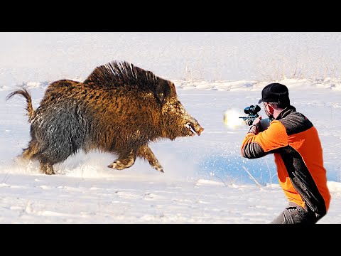 İNANILMAZ DOMUZ AVI SAHNELERİ 2026 BEST OF WILD BOAR HUNTING
