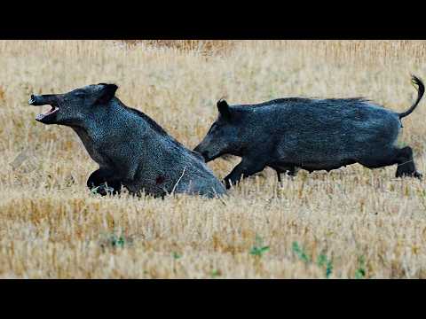 YENİ SEZON MUHTEŞEM DOMUZ AVI Best Wild Boar hunting