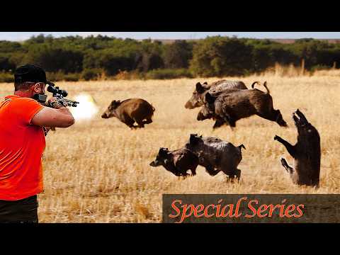 MUHTEŞEM YABAN DOMUZU AVLARI Best Wild Boar Hunting hog pig