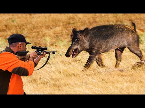 MUHTEŞEM YABAN DOMUZU AVI 2025 Unbelievable wild boar hunts