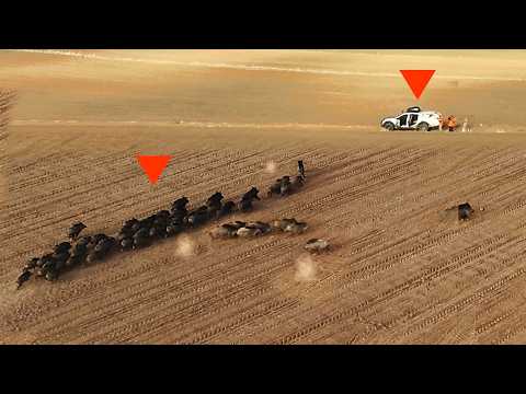 EN İYİ DOMUZ AVLARI Muhteşem yaban domuzu vuruşları BEST