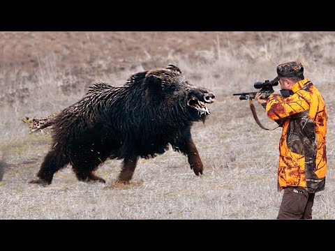 DEV CANAVAR YABAN DOMUZU AVI GIANT MONSTER WILD BOAR