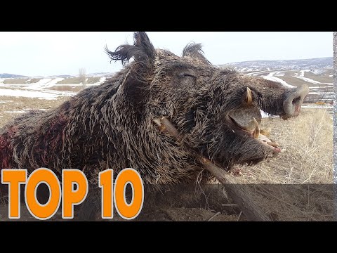 TOP 10 AMZING WILD BOAR HUNTS 10 EN İYİ YABAN DOMUZU AVI