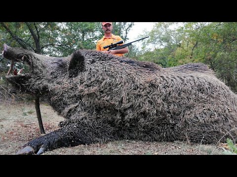 DEV AZILI YABAN DOMUZU AVI MUHTEŞEM ANLAR GIANT MONSTER