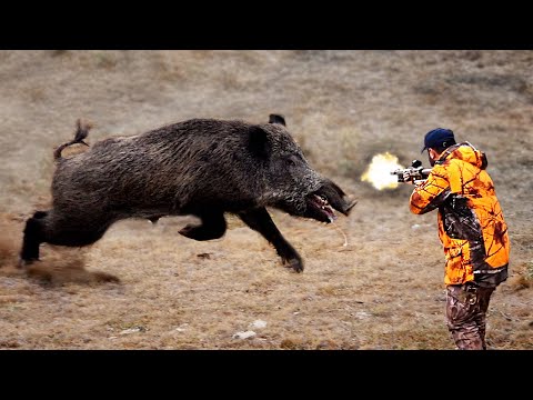 MUHTEŞEM YABAN DOMUZU AVI En iyi domuz avı Best Wild Boar
