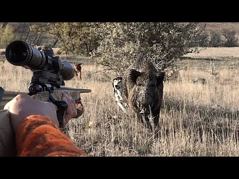 ADRENALİN YÜKLÜ MÜKEMMEL YABAN DOMUZU AVI FULL ADRENALIN