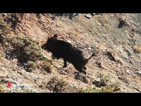 WILD BOAR HUNTING ADVENTURE 2021 MACERA DOLU DOMUZ AVI