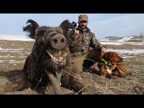 KARDA HARİKA YABAN DOMUZ AVI WILD BOAR HUNTING IN WINTER