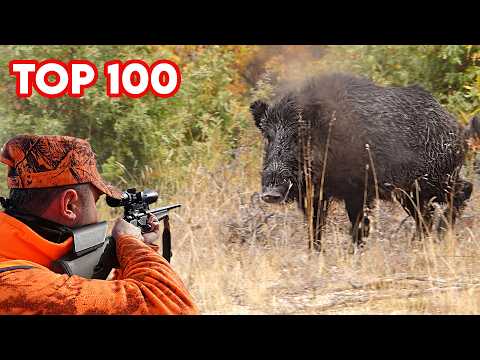 TOP 100 AMAZING SHOTS Compilation of the best wild boar