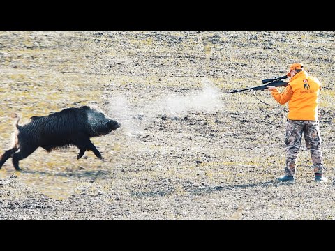 AKSİYON DOLU YABAN DOMUZU AVI FULL ACTION WILD BOAR HUNTING