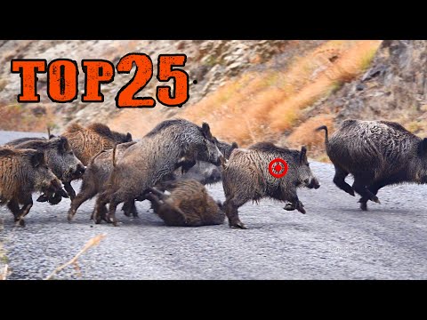 FULL SHOTS TOP 25 YABAN DOMUZU AVI SHOTKAM BEST WILD BOAR