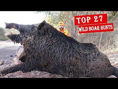 10 dakika da 27 mükemmel domuz avı En iyi domuz avları
