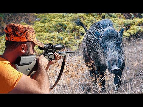 ADRENALİN YÜKLÜ MÜKEMMEL YABAN DOMUZU AVI BEST WILD BOAR
